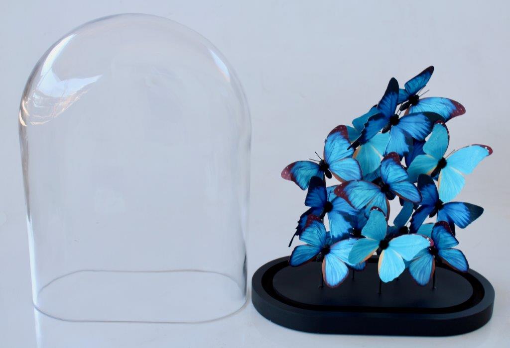 Extra Large Glass Dome Blue Butterflies